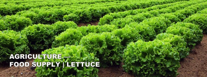 Rows of Green Lettuce Growing in Field