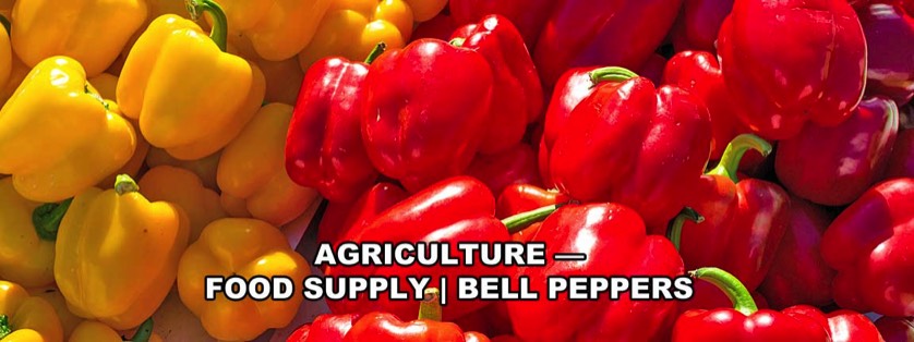 Bright Yellow and Red Bell Peppers