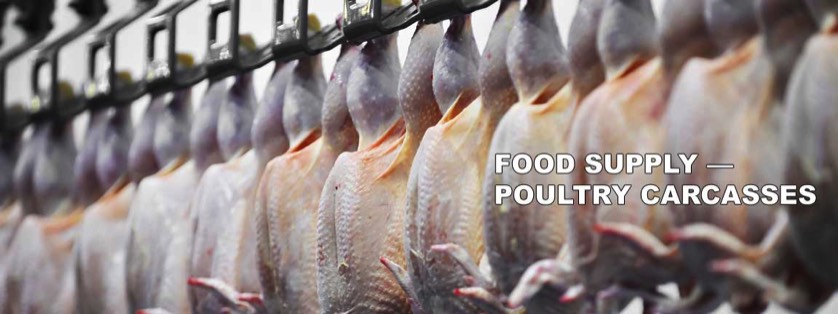 Chicken Carcasses Hung Upside Down After Slaughtered