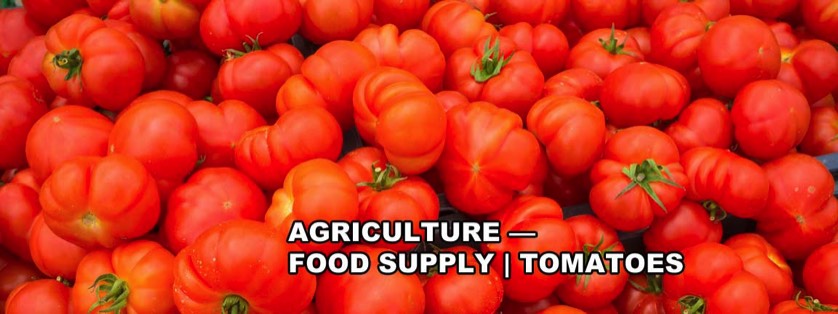 Ripe Red Tomatoes at Harvest