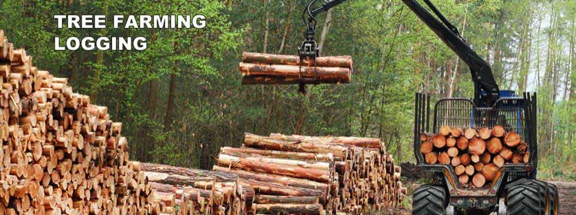 Articulating Arm with Claw Moving Logs From Collection Bin of Truck Onto Stacks of Logs