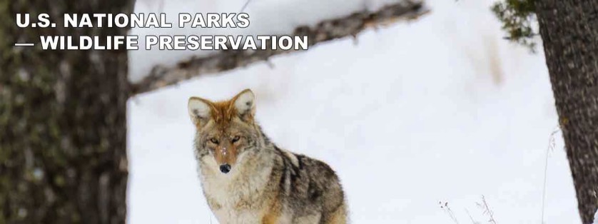 Wolf Looking Into Camera on Snow Covered U.S. Wildlife Preserve